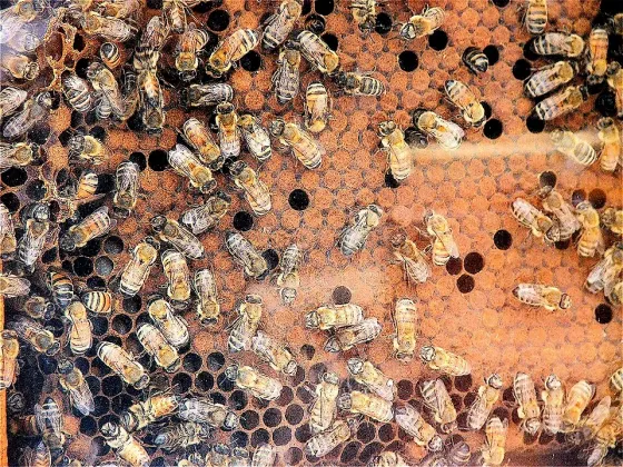 Bees and honeycomb, Malta
