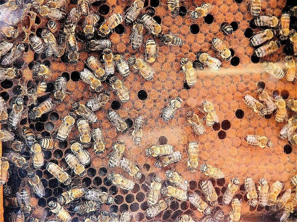 Bees and honeycomb, Malta