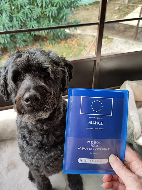 Dog beside an EU pet passport — topic photograph